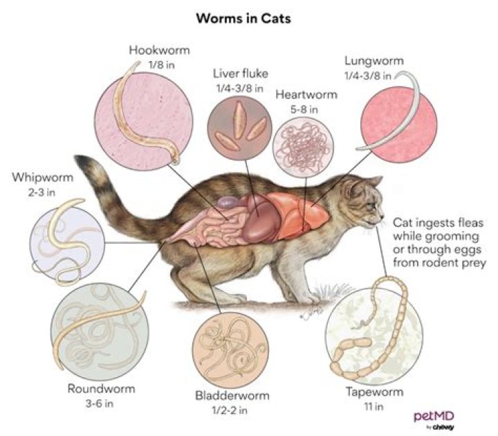 How can you tell if a cat has hookworms?