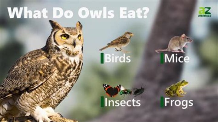 How do elf owls eat?