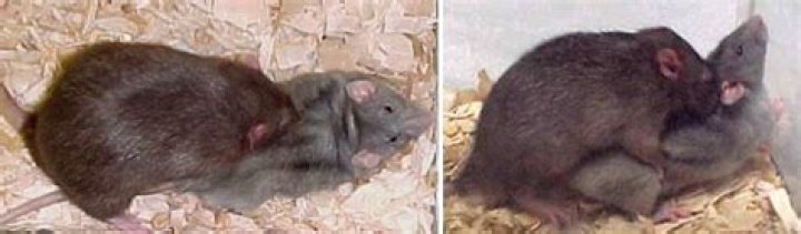 How do rats mate?