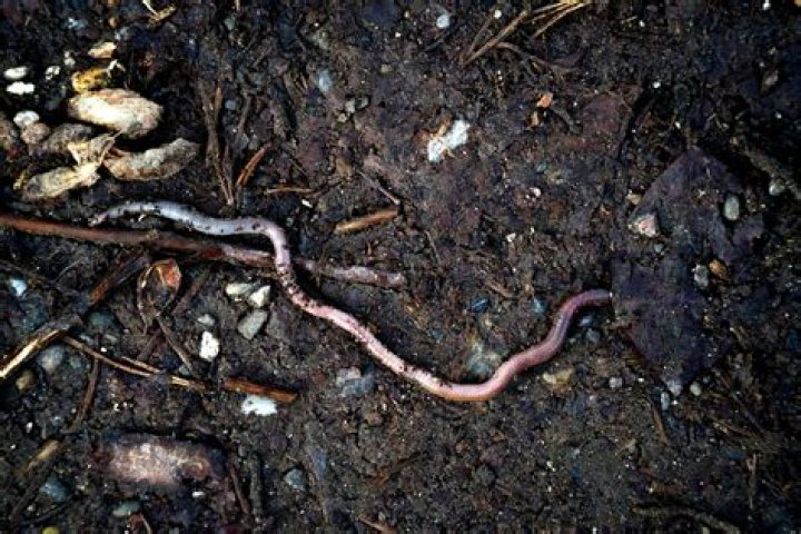 How do worms survive the winter?