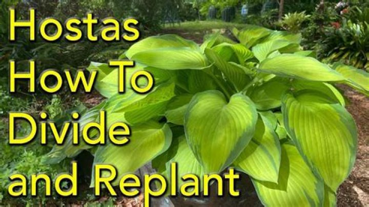 How do you cut hostas?