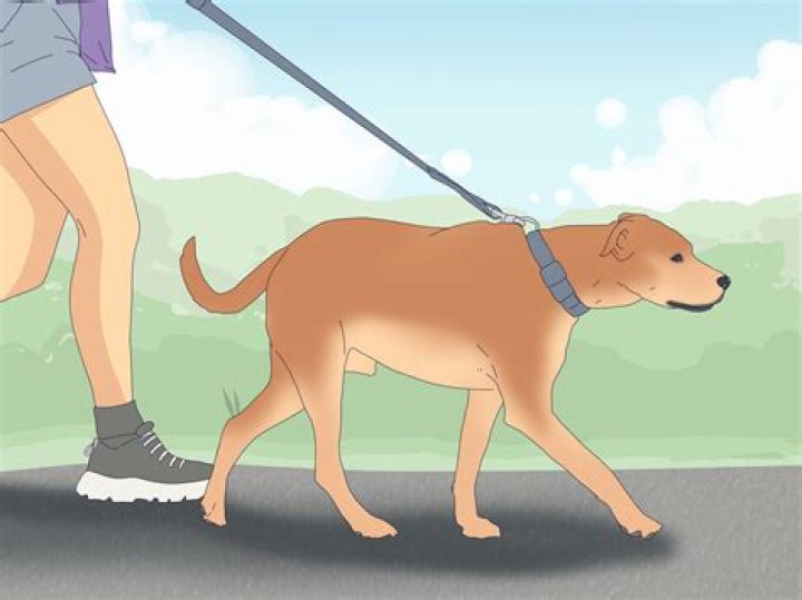 How do you get a dog to marry you?