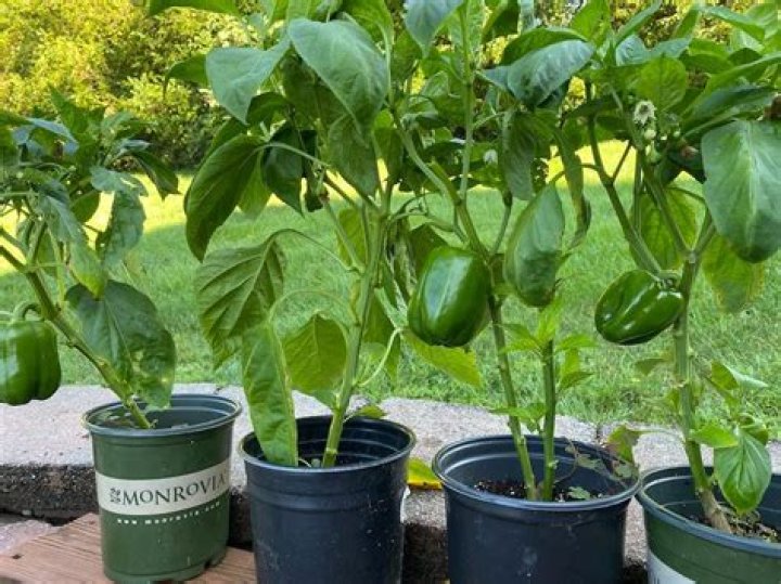 How far apart should peppers be planted?