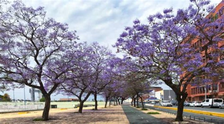 How fast does jacaranda tree grow?