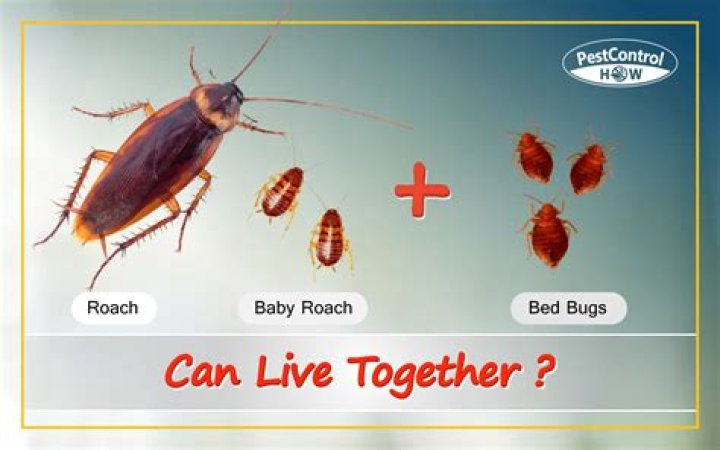 How long can roaches live in a plastic bag?