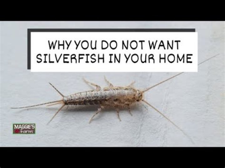 How long can silverfish live?