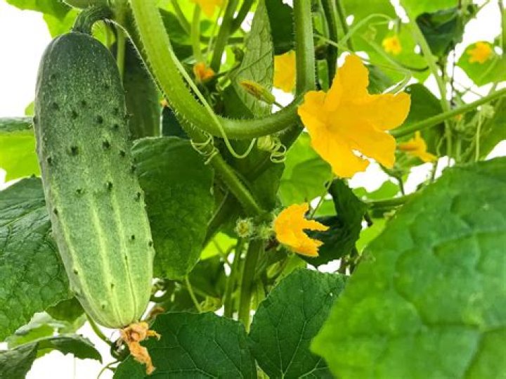 How long do cucumber plants live?