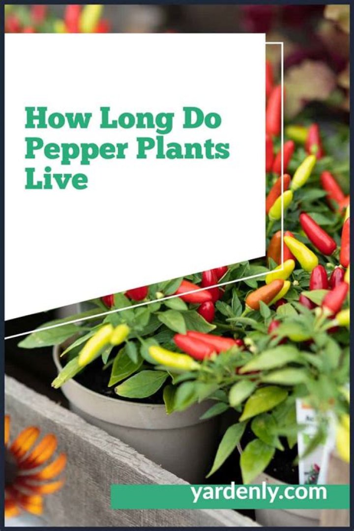 How long do pepper plants live?