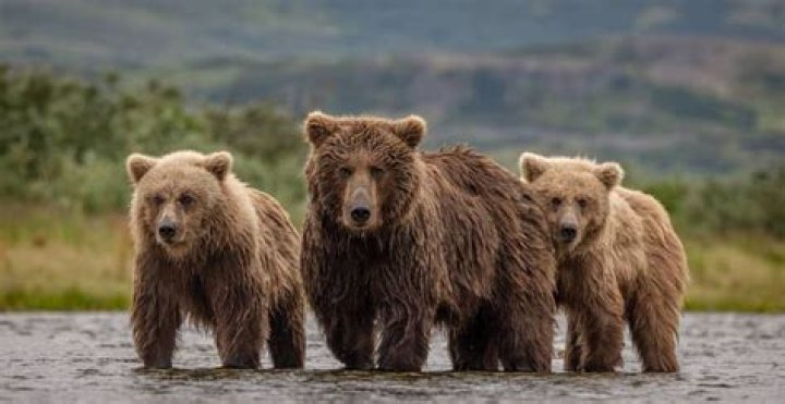 How many bears are in a sleuth?