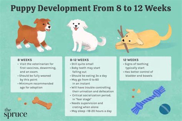 How many hours a day should an 8 week old puppy play?