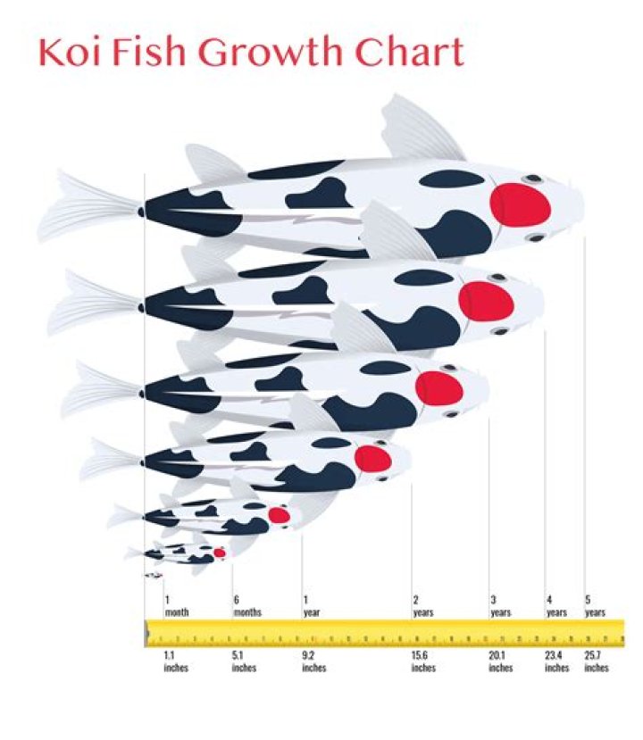 How many inches do koi grow a year?