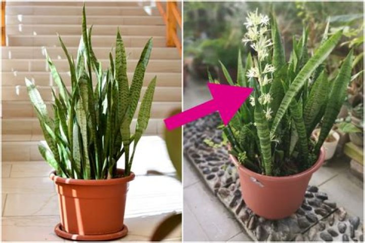 How often does a fortune plant bloom?