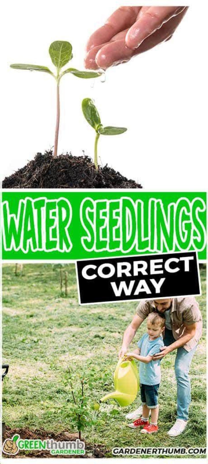 How often should you water seedlings?