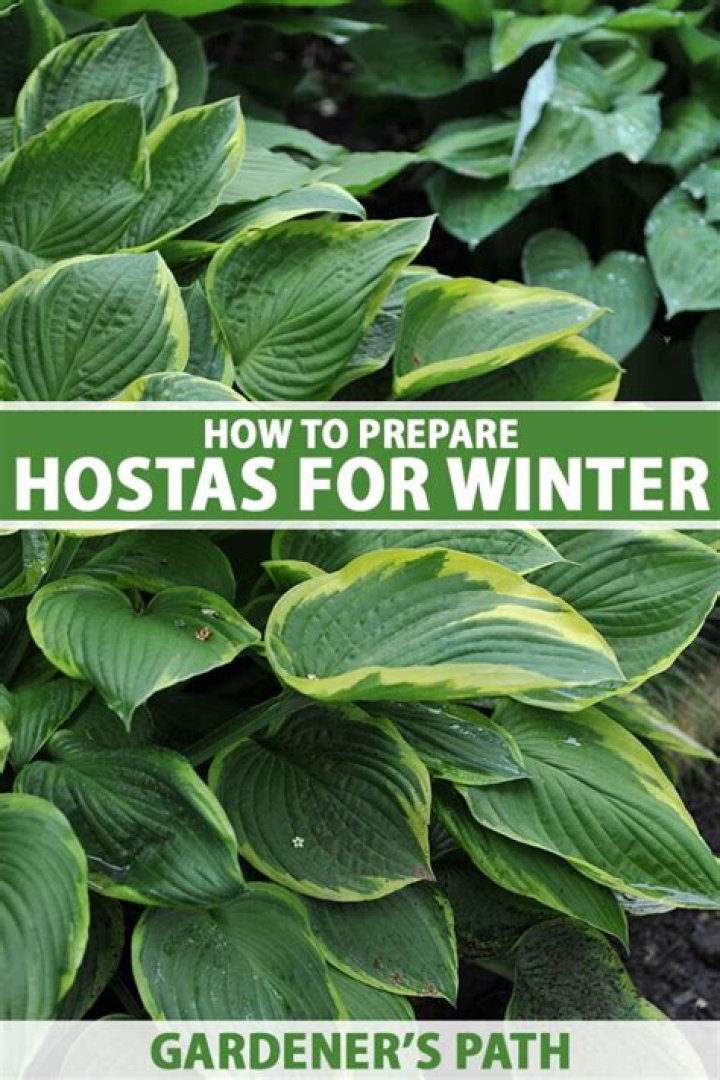 How tall do hostas get?