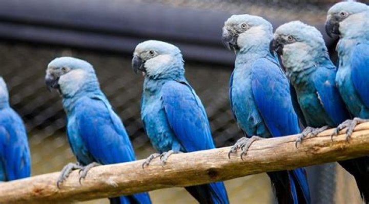 Is a blue macaw extinct?