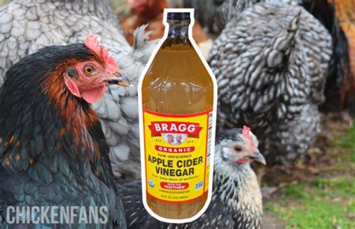 Is apple cider vinegar good for chickens?