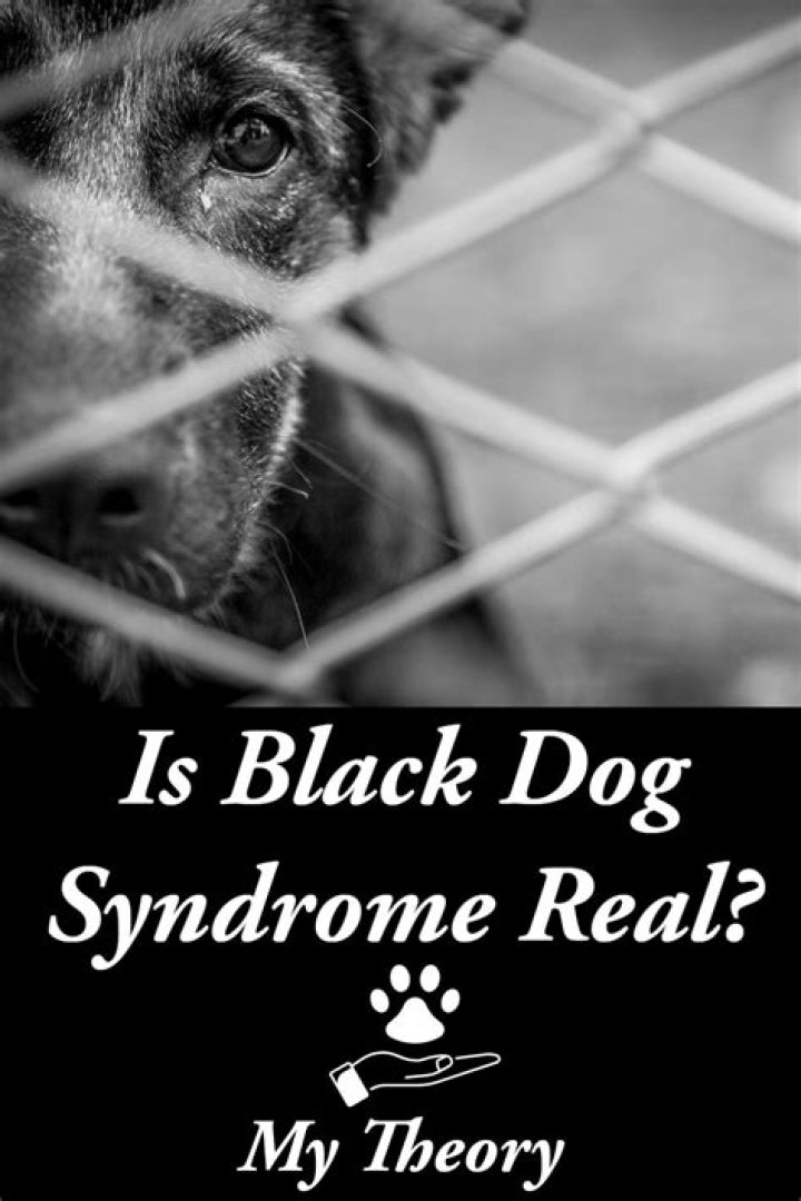 Is Black Dog Syndrome Real?