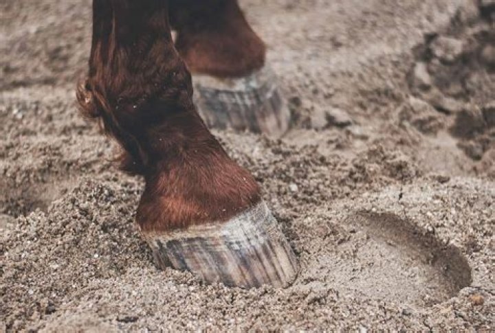 Is Elmer's glue made out of horses?