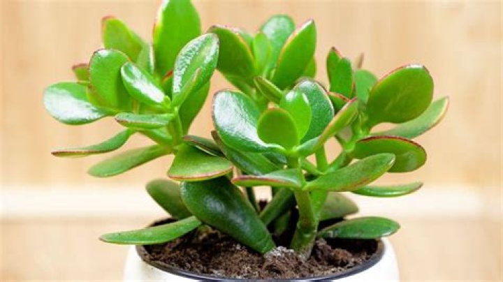 Is fortune plant a tree?