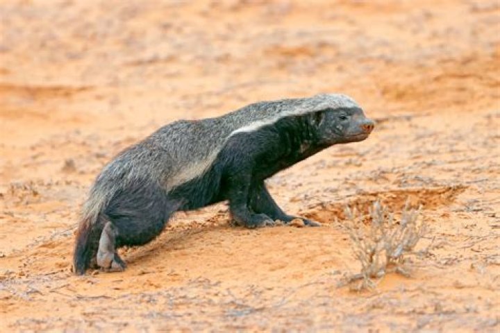 Is honey badger the toughest animal in the world?