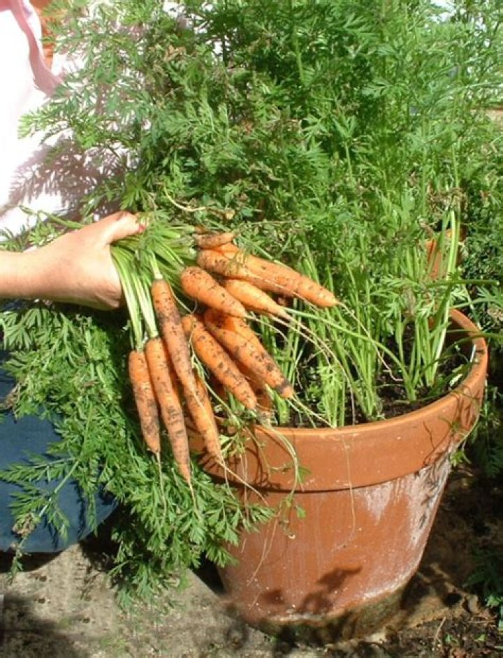 Is it hard to grow vegetables?
