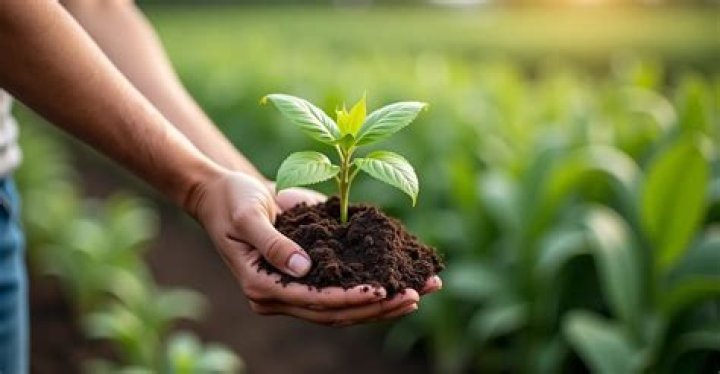 Is milk a good fertilizer?