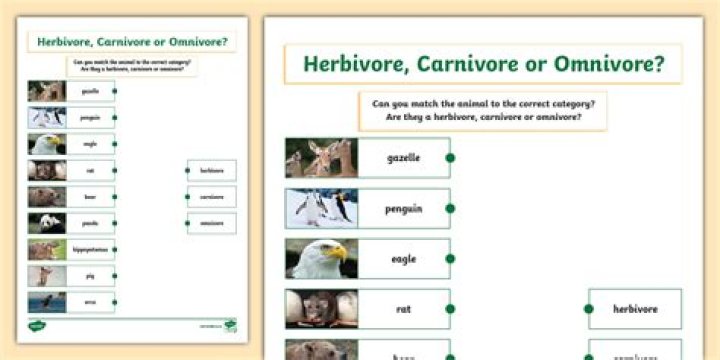 Is the H silent in herbivore?