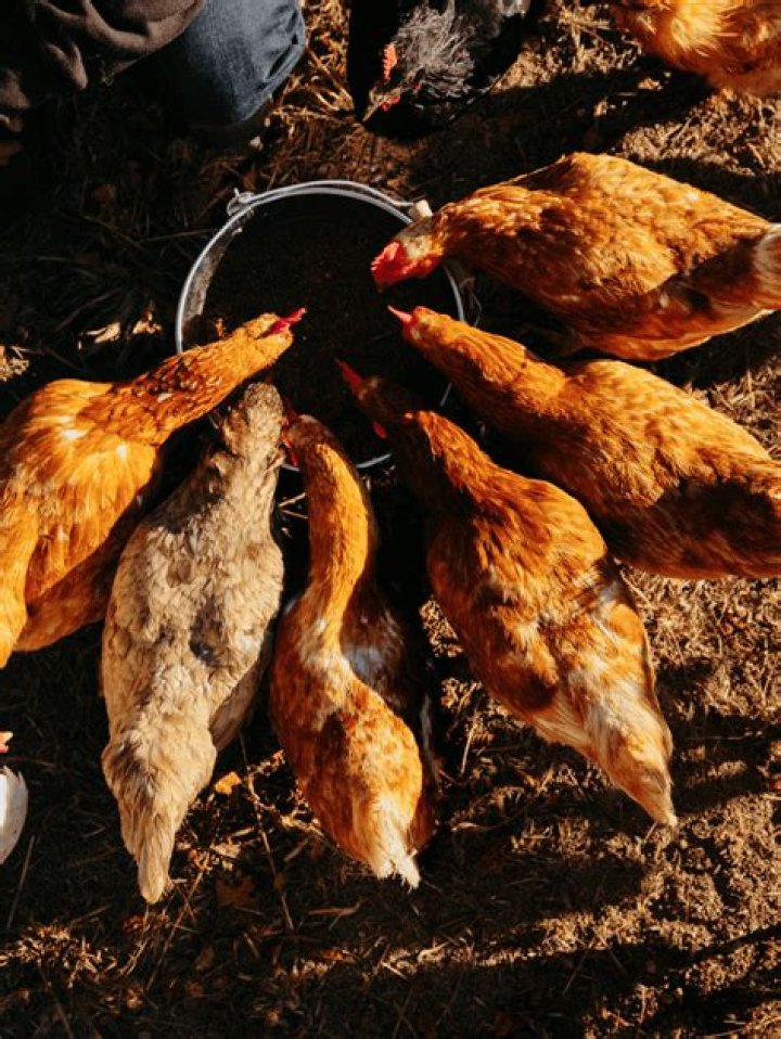Is yogurt OK for chickens?