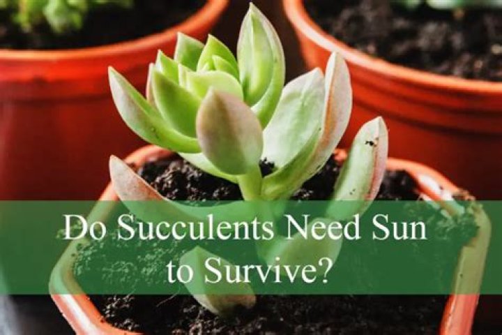 Should succulents be in direct sunlight?