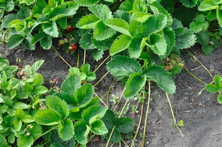 Should you pinch off strawberry flowers?