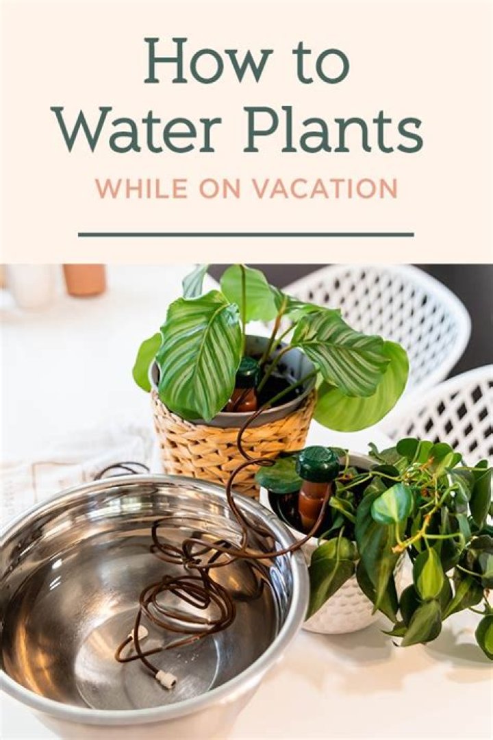 Should you water plants when it's hot?