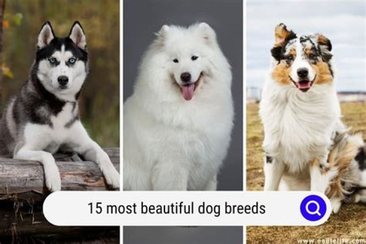 What's the prettiest dog breed?