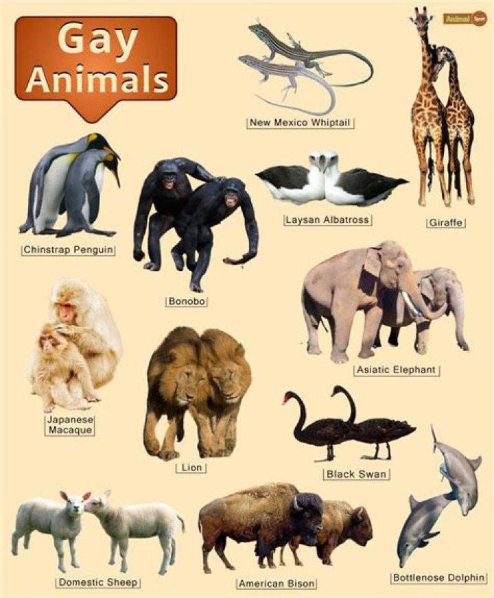 What animals are gender fluid?