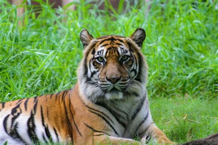 What animals eat tigers?