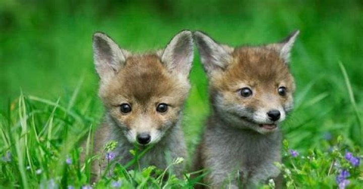 What are baby foxes called?