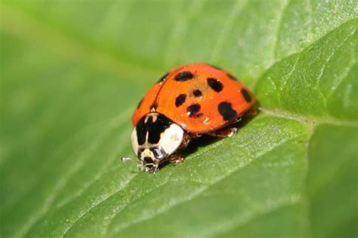What are gold ladybugs?