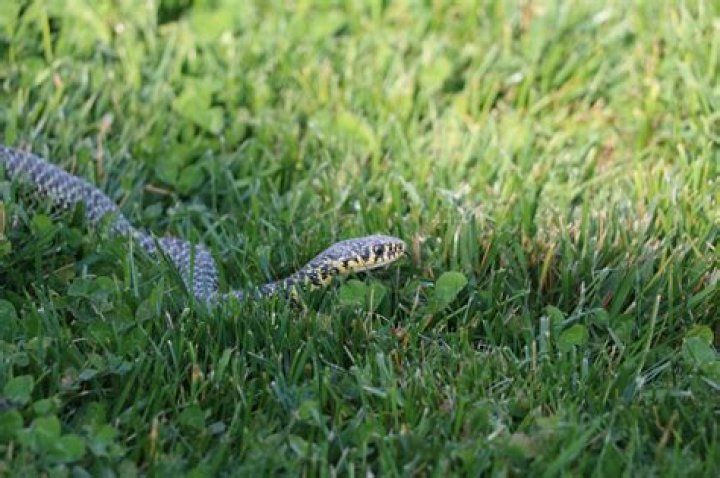 What attracts snakes into your yard?