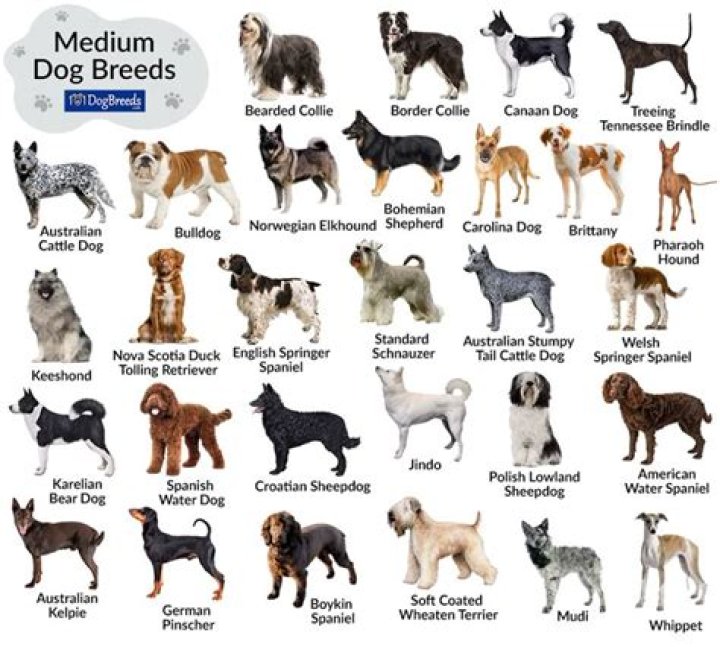 What breed of dog listens the best?