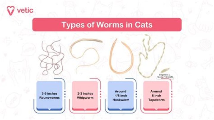 What causes worms to be in carpet?