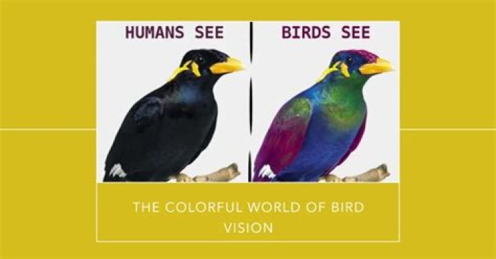What color can birds see?