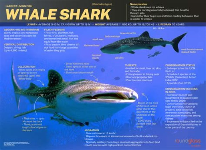 What did whale oil smell like?
