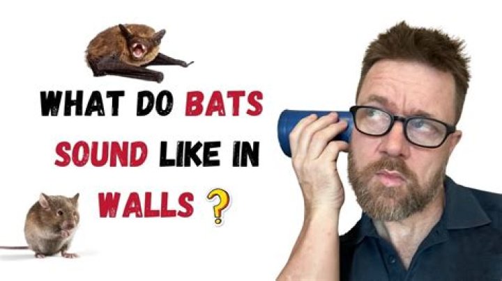 What does a bat sound like in the walls?