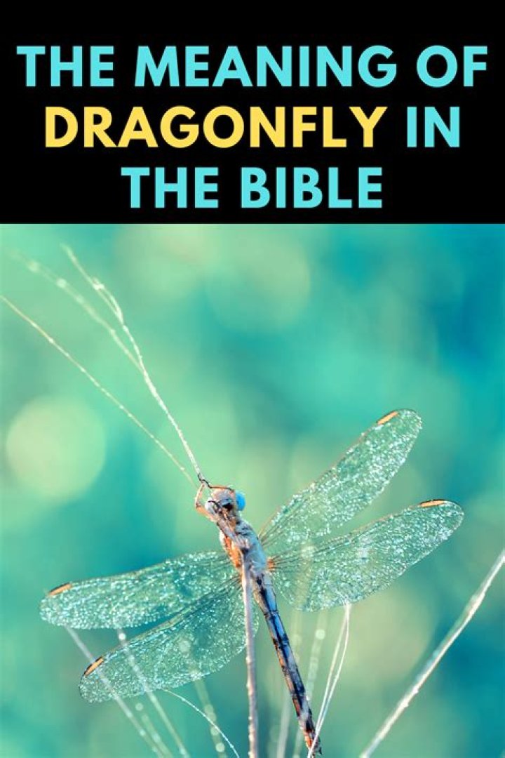 What does it mean spiritually to see dragonflies?