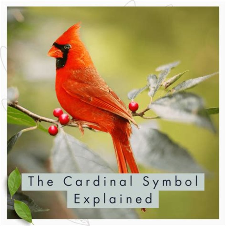 What does seeing a cardinal mean?