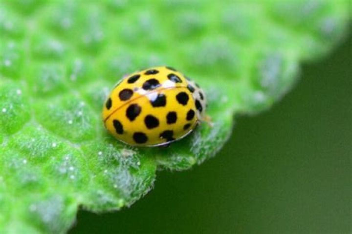 What does the color of a ladybug mean?