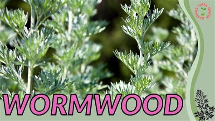 What does wormwood do to parasites?