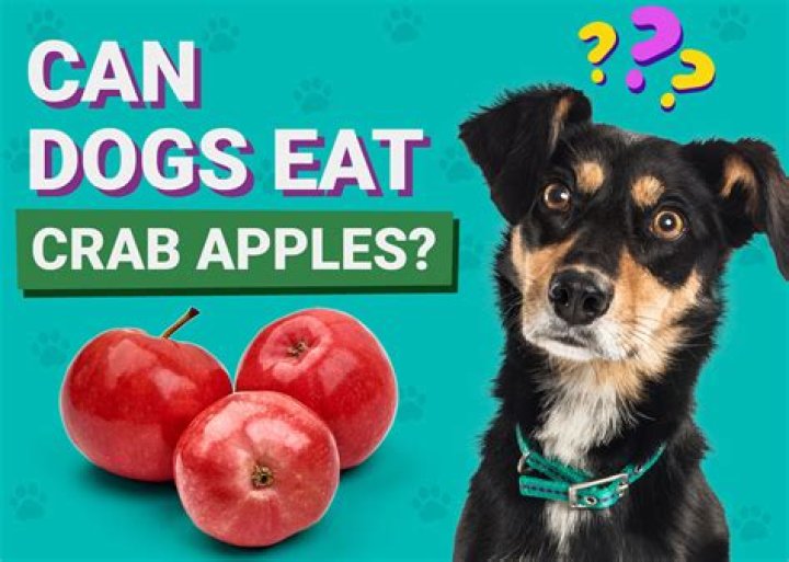 What farm animals can eat apples?