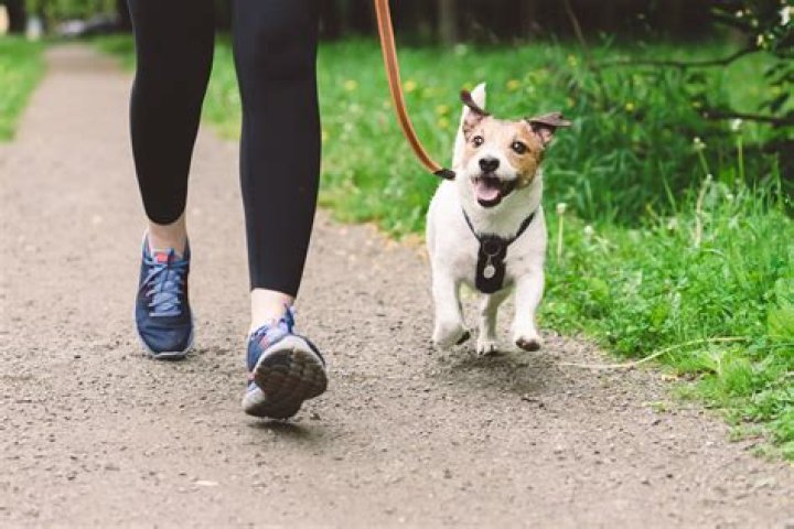 What happens if I never walk my dog?