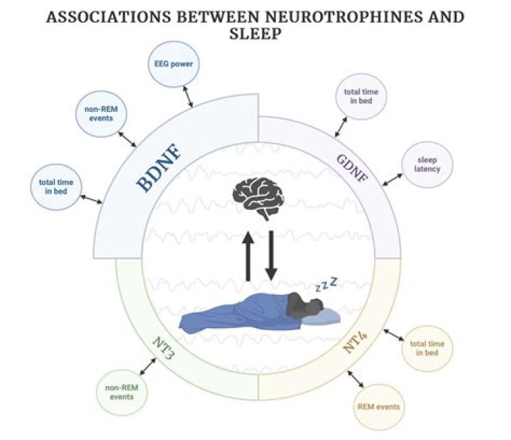What is deep sleep vs light sleep?