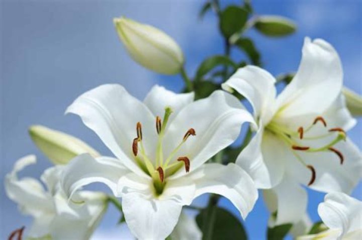 What is Italy's flower?